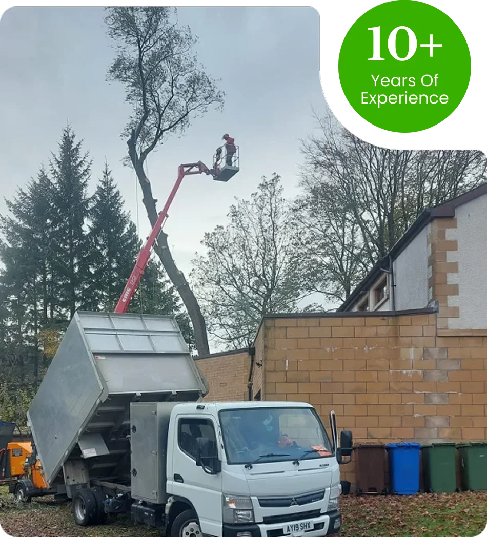 Expert Tree Care, Delivered With Consistency image3