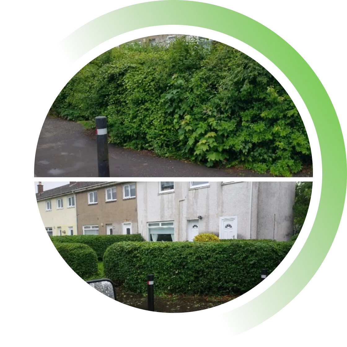 Hedges Trim img5