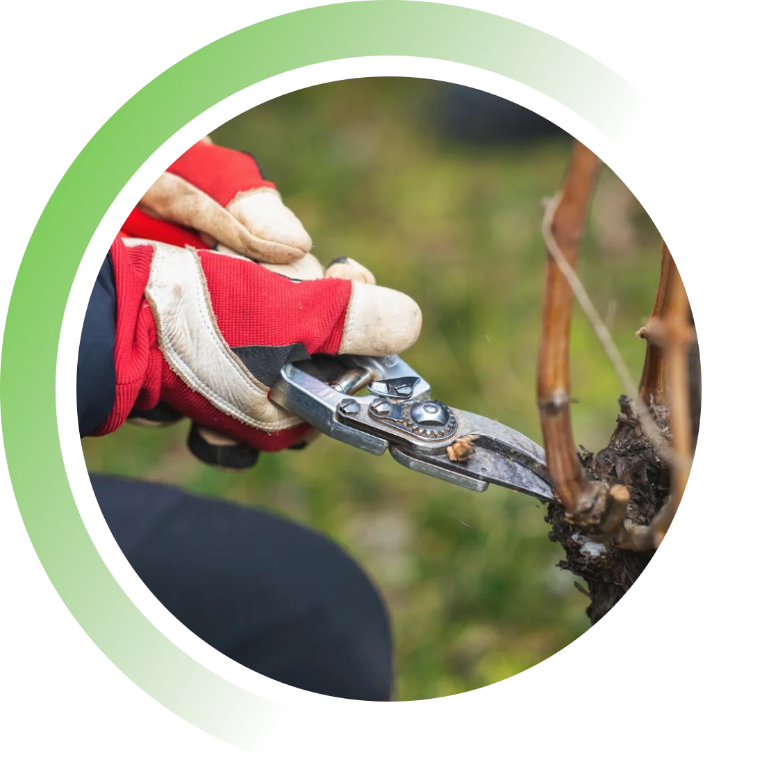 Keeping Bishopbriggs Trees Healthy With Pruning image(1)