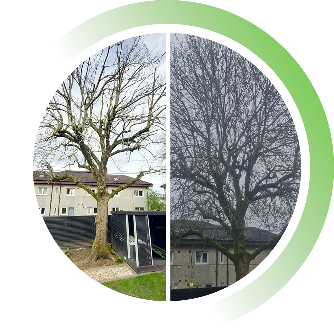 Tree Pruning and Crown Reduction img1
