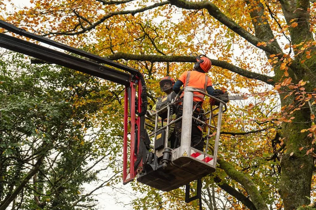 Tree Pruning img2