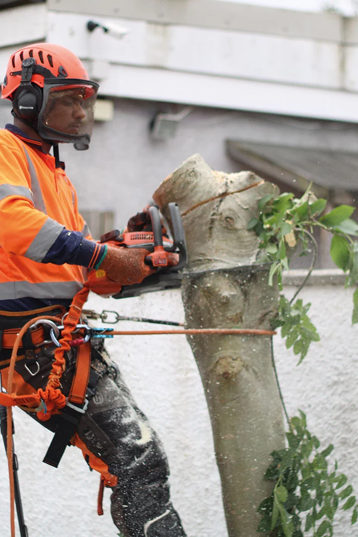 Tree-Removal-Main