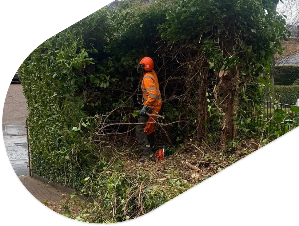hedge trimming cta img(2)