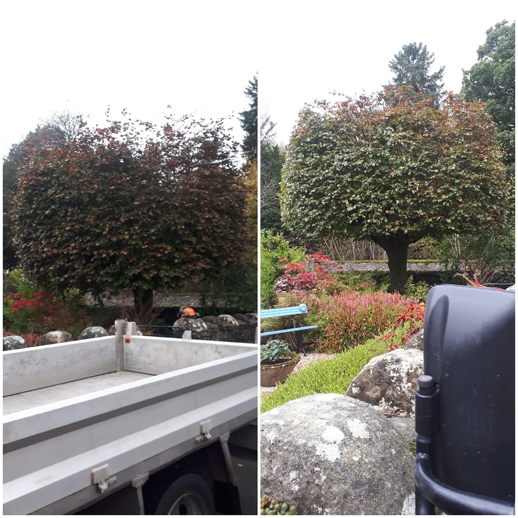 lp glry4